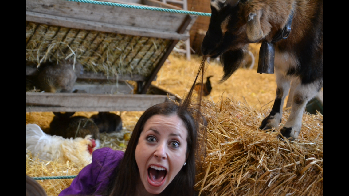 Taylor being eaten alive by a goat!