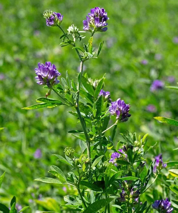 Alfalfa-forage-crop.webp