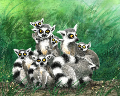 lighter lemurs for web.jpg