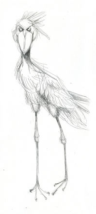 shoebill ibis sketch for 'Silly Animals'
