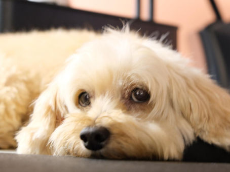 犬の心の声🐶