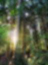 nature.jpg