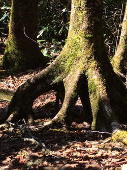 Joyce Kilmer Forest