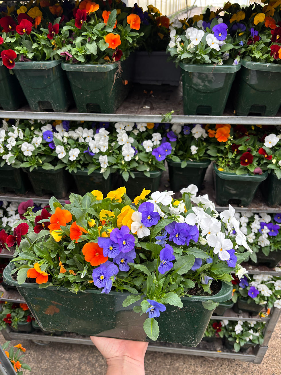 Rameaux + Promotion du 5 au 12 avril !