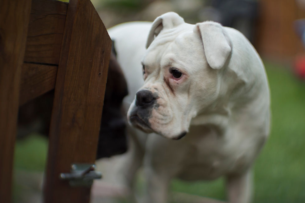 A boxer dog