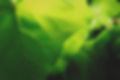 Close up of leaves