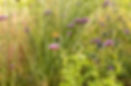 Butterfly on a thistle