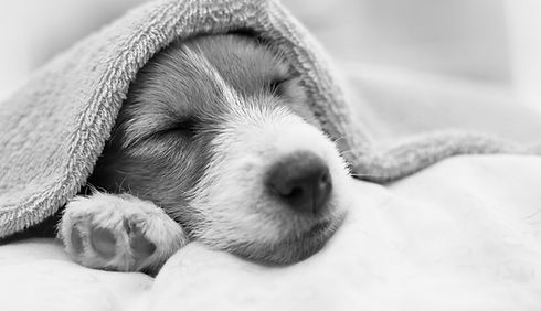 Dog under a towel