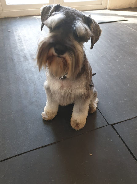 After photo of a dog grooming completed by Ziggys.
