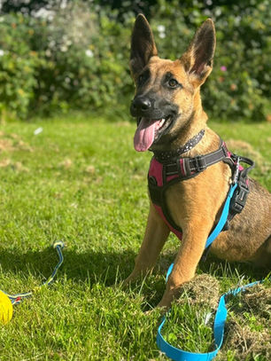 malinois puppy with yellow ball