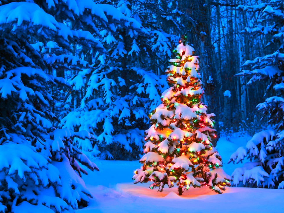 How Christmas Trees Became a Holiday Tradition