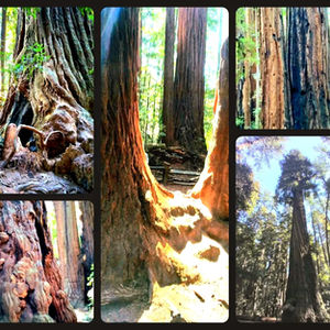 Trees