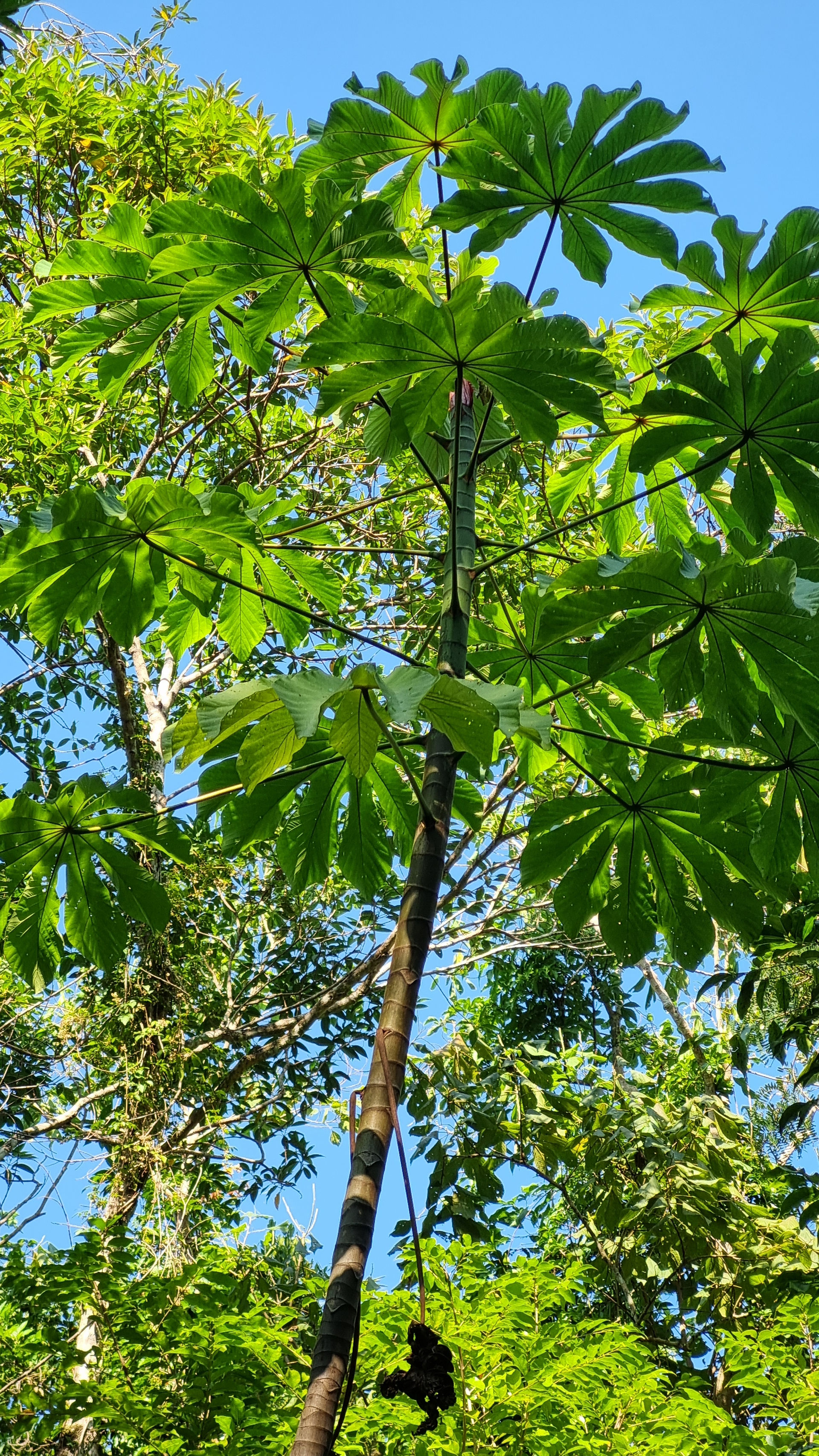 Embaúba no Parque dos Sabiás.