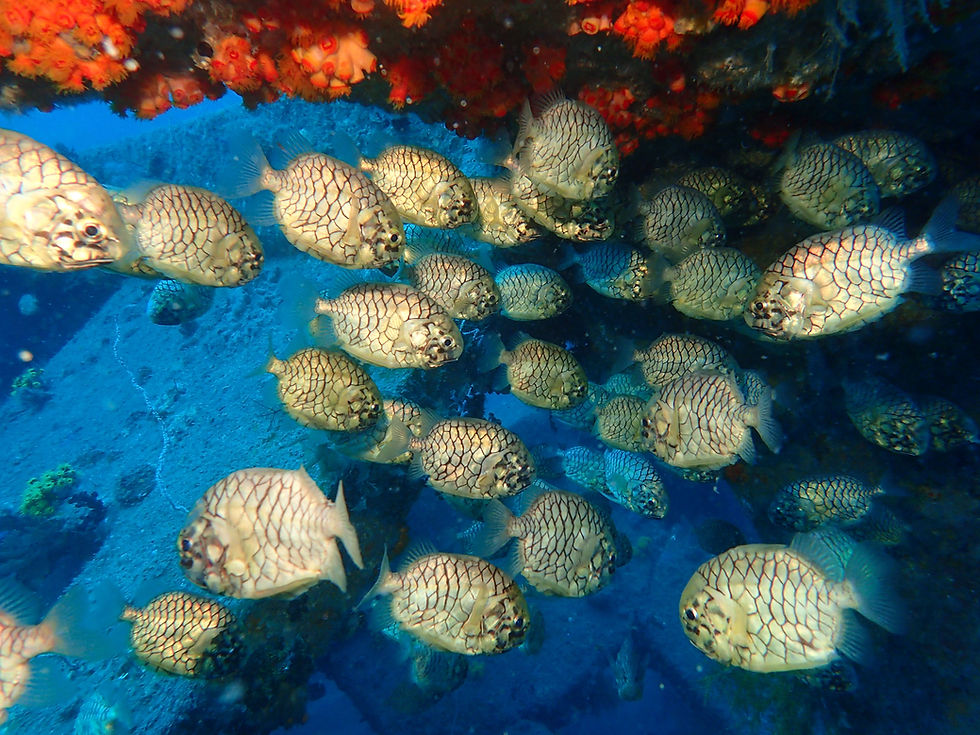 徳島・高知の海でダイビングを楽しみながら見るカラフルな魚の群れ