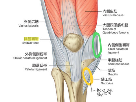 ケアスマイル通信 №12「鍼灸治療で膝の痛みを緩和する方法」