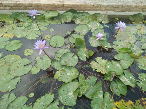 1st Day of Observation at Udonpichairakpittaya School