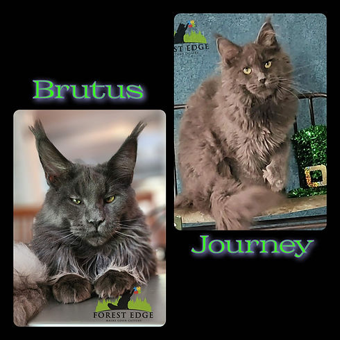brutusjourney.jfif