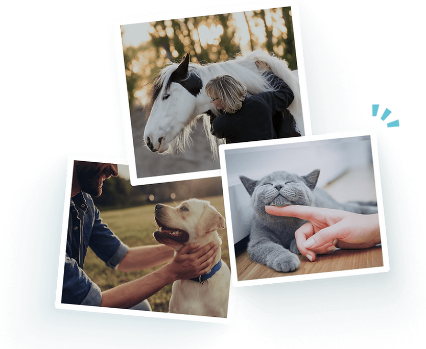 a collage featuring a horse, a dog, and a cat.png