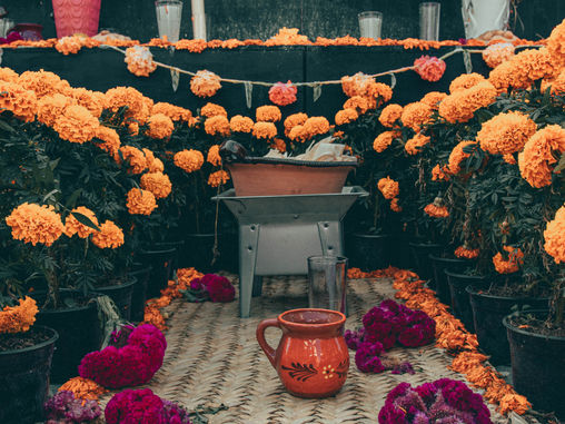 Las abejas y el Día de Muertos: La magia del cempasúchil