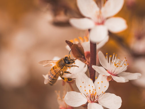 Abejas en peligro su conservación y como puedes ayudar