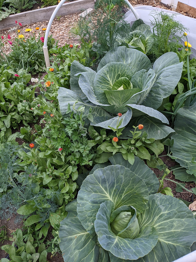Cabbage Patch Table The weekly spread: Cabbage Patch