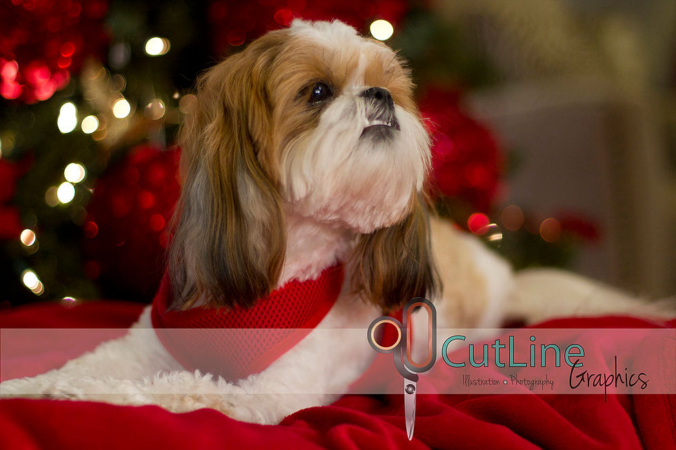 Kimo's Holiday photoshoot