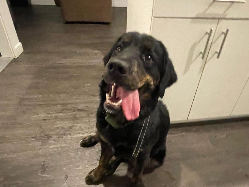 56955195-cdae-4433-98d5-e6e4b3246975