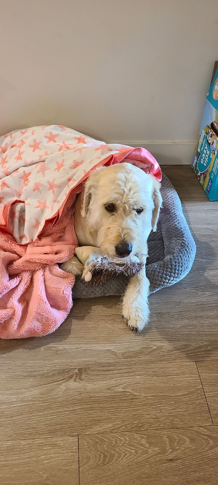 inbound3755072000238129713