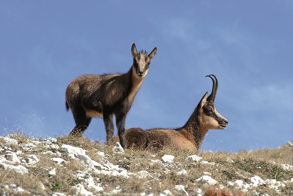 The Apennine Chamois The Most Beautiful In The World the-apennine-chamois-the-most-beautiful-in-the-world