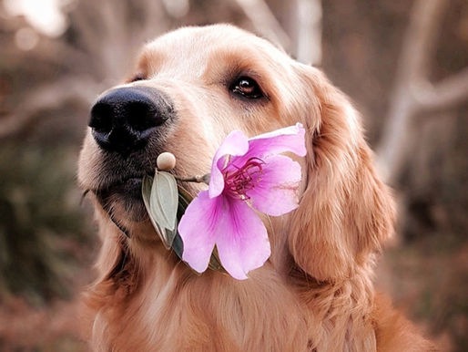 ein Hund der ein Blume hält - Symbolbild für den Einfluss unserer Emotionen auf Hunde in alltäglichen Situationen