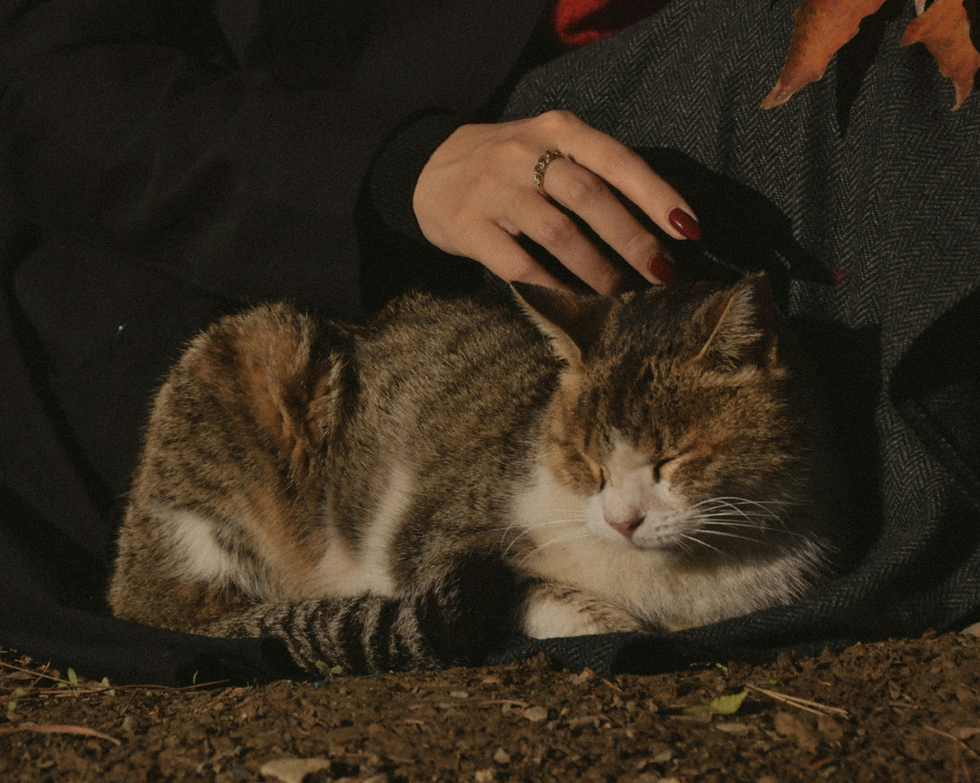 Katze genießt das Streicheln - Symbolbild für Meditieren mit Tieren und achtsame Verbindung mit Deinem Tier