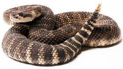 rattlesnake 2_edited