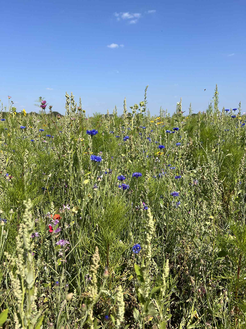 94fb0d42-4985-45d5-9857-634af7c4513f.jfif