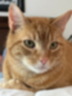 Ginger | Conforting Care Veterinay Services