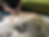 Acupuncture | Conforting Care Veterinay Services