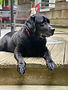 Labrador | Conforting Care Veterinay Services