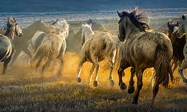 Fine art photography, digital photography, digital art, equine photography, equine art, Ventura photographer, digital workshops, photoshop workshops, photography workshops