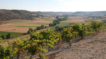 El valle del Esgueva y sus vinos.