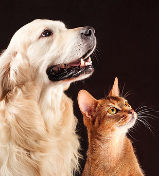 Labrador and ginger cat looking up