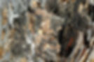 Dry rot.jpg