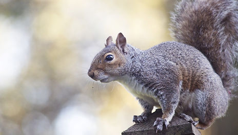 Pest control for squirrel