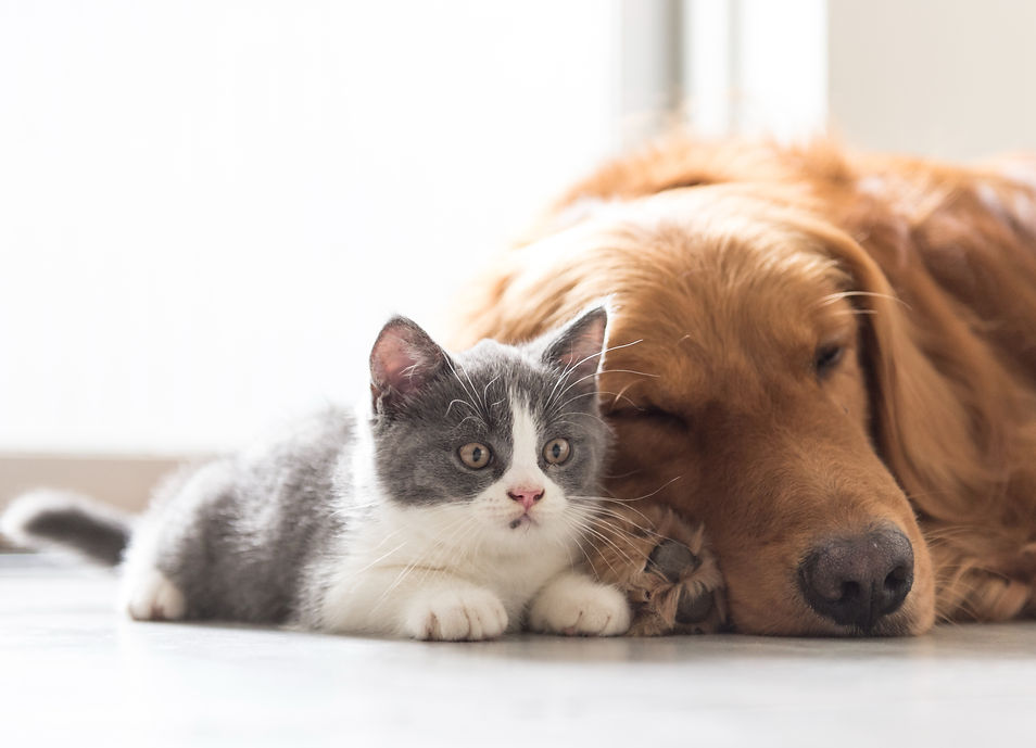 Cat and Dog laid together