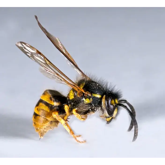 Close up image of a wasp