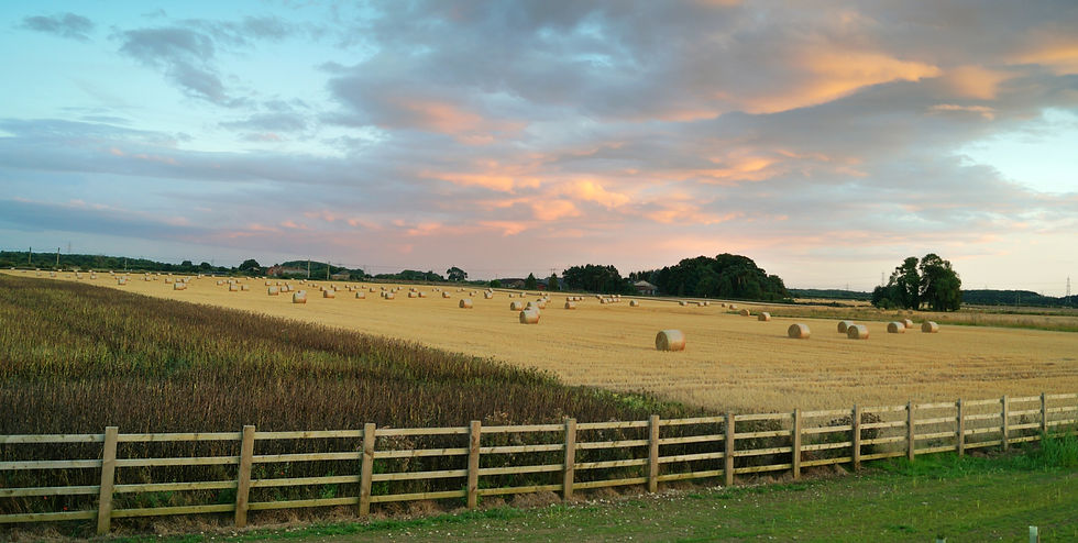Farm view with a traditional wooden fence at the edge of the field