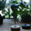 Thumbnail: White ceramic circular dish for incense stick