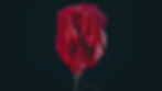 Pussy power rose yoni.jpg
