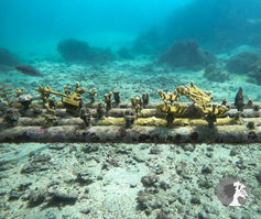Corais cultivados em estrutura submersa