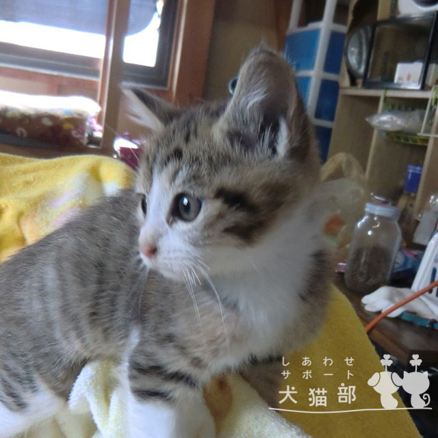 こゆき