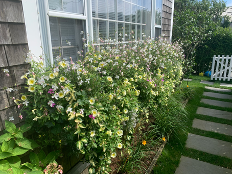 The Ultimate Guide to Nantucket's Neighborhoods