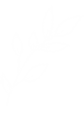 blume-weiß_edited.png